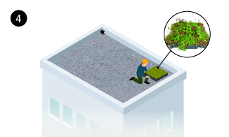 Žaliojio stogo sodinimas