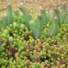 T-Tipo šilokų kilimas