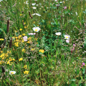Augalinio stogo paklotės