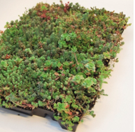 CLICK 'N GO LENGVI PADĖKLAI