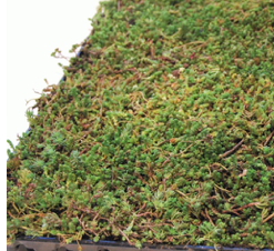 Nordics padėklai stogo apželdinimui