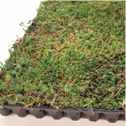 CLICK 'N GO PADĖKLAI