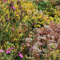 Šilokų ir žolelių kilimas