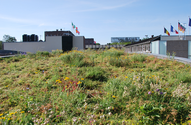 Biologinės įvairovės augalinis stogas. Žaliojo stogo sistemos