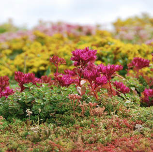 Šilokų mišinio kilimas